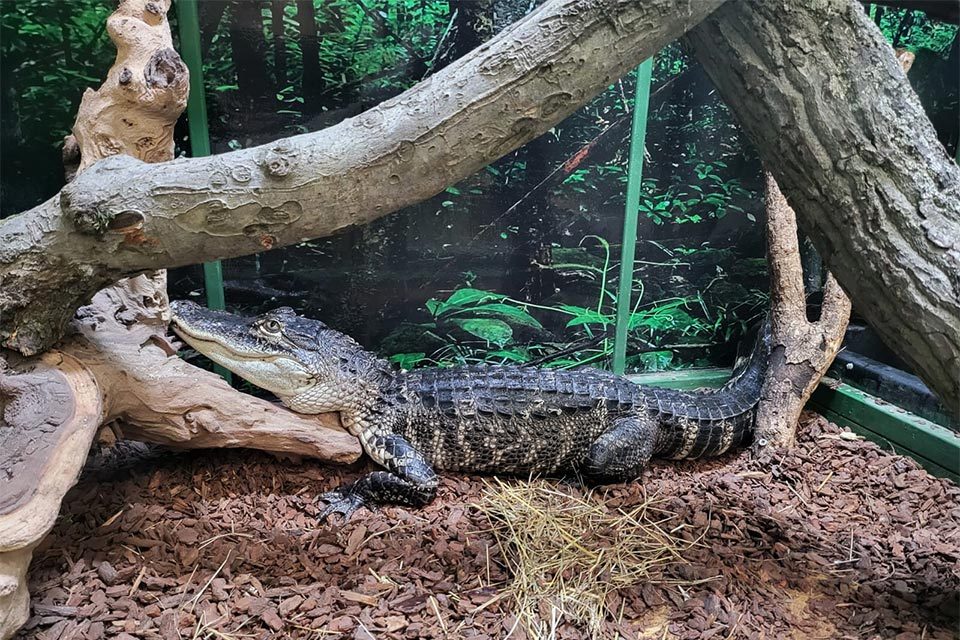 american_aligator American Aligator