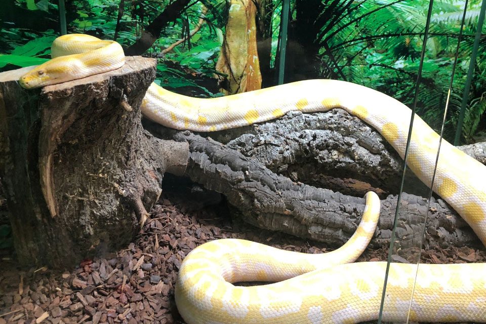 Burmese Python