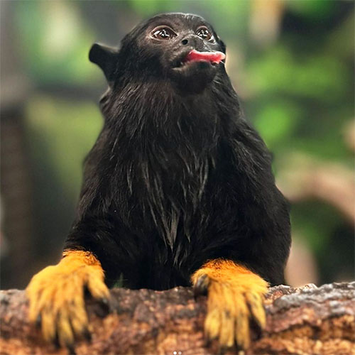 tamarin_monkey_experience