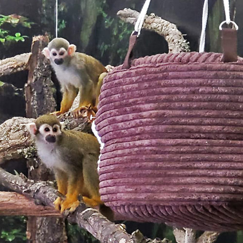 SquirrelMonkey-1