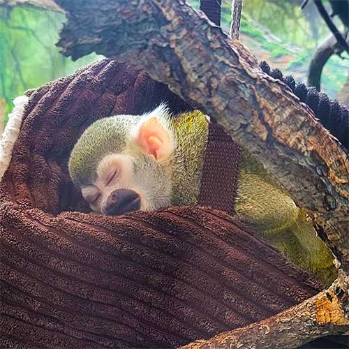 SquirrelMonkey-2