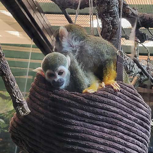 SquirrelMonkey-3