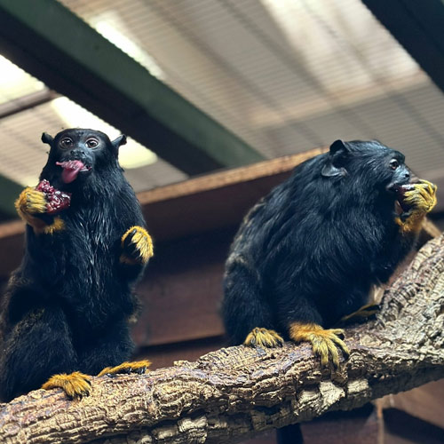 tamarin-1
