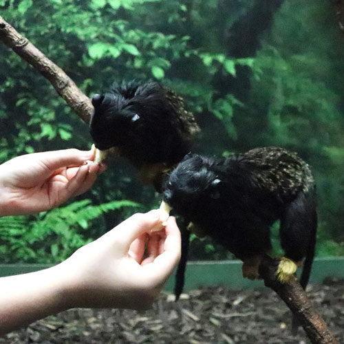 tamarin-2