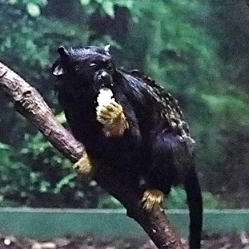 tamarin-3